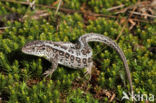 Sand Lizard (Lacerta agilis)