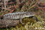 Zandhagedis (Lacerta agilis)