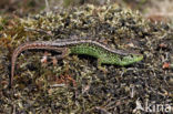 Zandhagedis (Lacerta agilis)