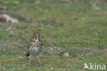 Zanglijster (Turdus philomelos)