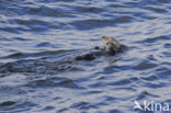 Sea otter (Enhydra lutris)