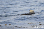 Sea otter (Enhydra lutris)