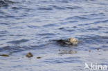 Sea otter (Enhydra lutris)