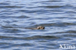 Sea otter (Enhydra lutris)