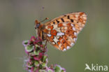 Zilvervlek parelmoervlinder (Boloria euphrosyne)