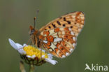 Zilvervlek parelmoervlinder (Boloria euphrosyne)