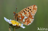 Zilvervlek parelmoervlinder (Boloria euphrosyne)