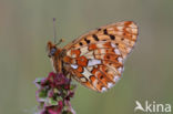 Zilvervlek parelmoervlinder (Boloria euphrosyne)