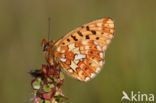 Zilvervlek parelmoervlinder (Boloria euphrosyne)