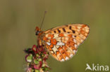 Zilvervlek parelmoervlinder (Boloria euphrosyne)