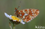 Zilvervlek parelmoervlinder (Boloria euphrosyne)