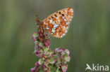 Zilvervlek parelmoervlinder (Boloria euphrosyne)