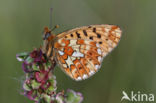 Pearl-Bordered Fritillary (Boloria euphrosyne)