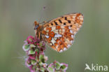 Zilvervlek parelmoervlinder (Boloria euphrosyne)