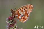 Zilvervlek parelmoervlinder (Boloria euphrosyne)