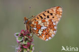 Zilvervlek parelmoervlinder (Boloria euphrosyne)