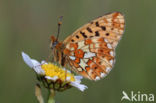 Zilvervlek parelmoervlinder (Boloria euphrosyne)