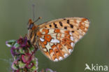 Zilvervlek parelmoervlinder (Boloria euphrosyne)