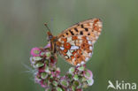 Zilvervlek parelmoervlinder (Boloria euphrosyne)