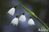 Zomerklokje (Leucojum aestivum)