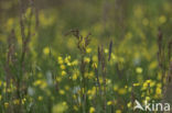 Dock (Rumex spec.)