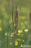 Dock (Rumex spec.)