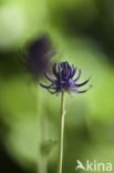 Zwartblauwe rapunzel (Phyteuma spicatum ssp.nigrum)