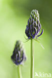 Zwartblauwe rapunzel (Phyteuma spicatum ssp.nigrum)