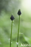 Zwartblauwe rapunzel (Phyteuma spicatum ssp.nigrum)