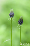 Zwartblauwe rapunzel (Phyteuma spicatum ssp.nigrum)