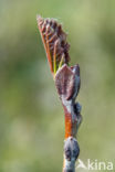 black alder (Alnus glutinosa)