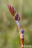 black alder (Alnus glutinosa)