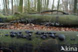 Black jelly drops (Bulgaria inquinans)