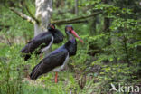 Zwarte Ooievaar (Ciconia nigra)