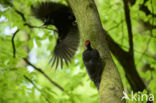 Black Woodpecker (Dryocopus martius)