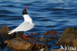 Zwartkopmeeuw (Larus melanocephalus)