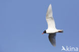 Zwartkopmeeuw (Larus melanocephalus)