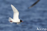 Zwartkopmeeuw (Larus melanocephalus)