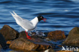 Zwartkopmeeuw (Larus melanocephalus)