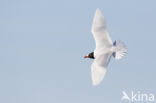 Zwartkopmeeuw (Larus melanocephalus)