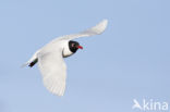 Zwartkopmeeuw (Larus melanocephalus)