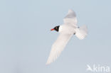 Zwartkopmeeuw (Larus melanocephalus)