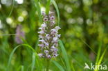 Monkey Orchid (Orchis simia)