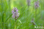 Monkey Orchid (Orchis simia)