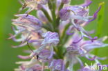 Monkey Orchid (Orchis simia)
