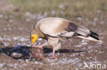 Egyptian vulture (Neophron percnopterus)