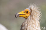 Egyptian vulture (Neophron percnopterus)