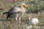 Egyptian vulture (Neophron percnopterus)