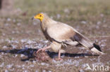 Egyptian vulture (Neophron percnopterus)