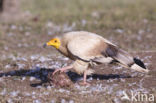 Egyptian vulture (Neophron percnopterus)